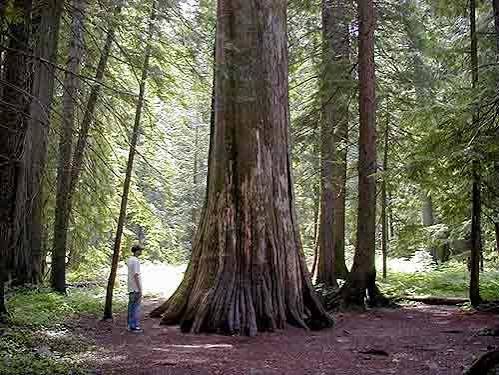 Ross Creek Cedar Grove